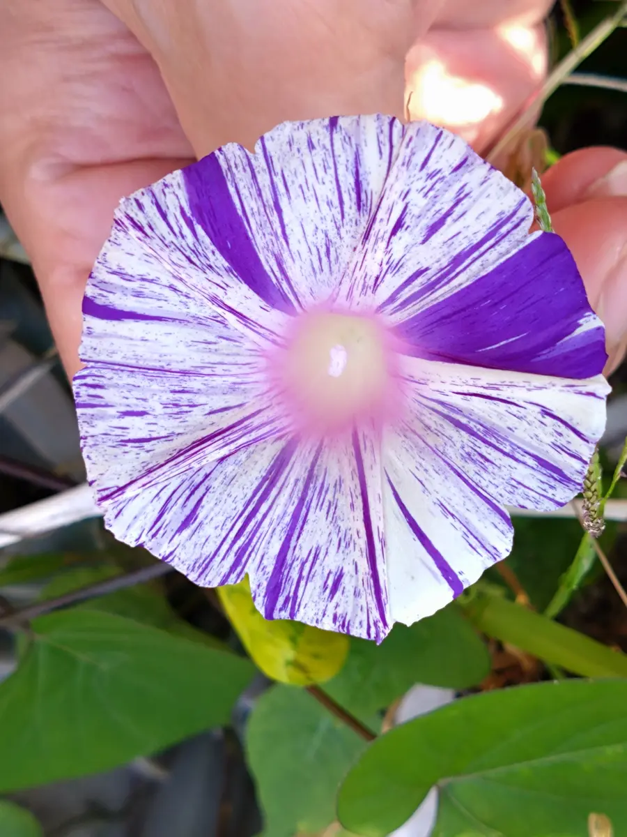 アサガオの写真-みんなの趣味の園芸2313941