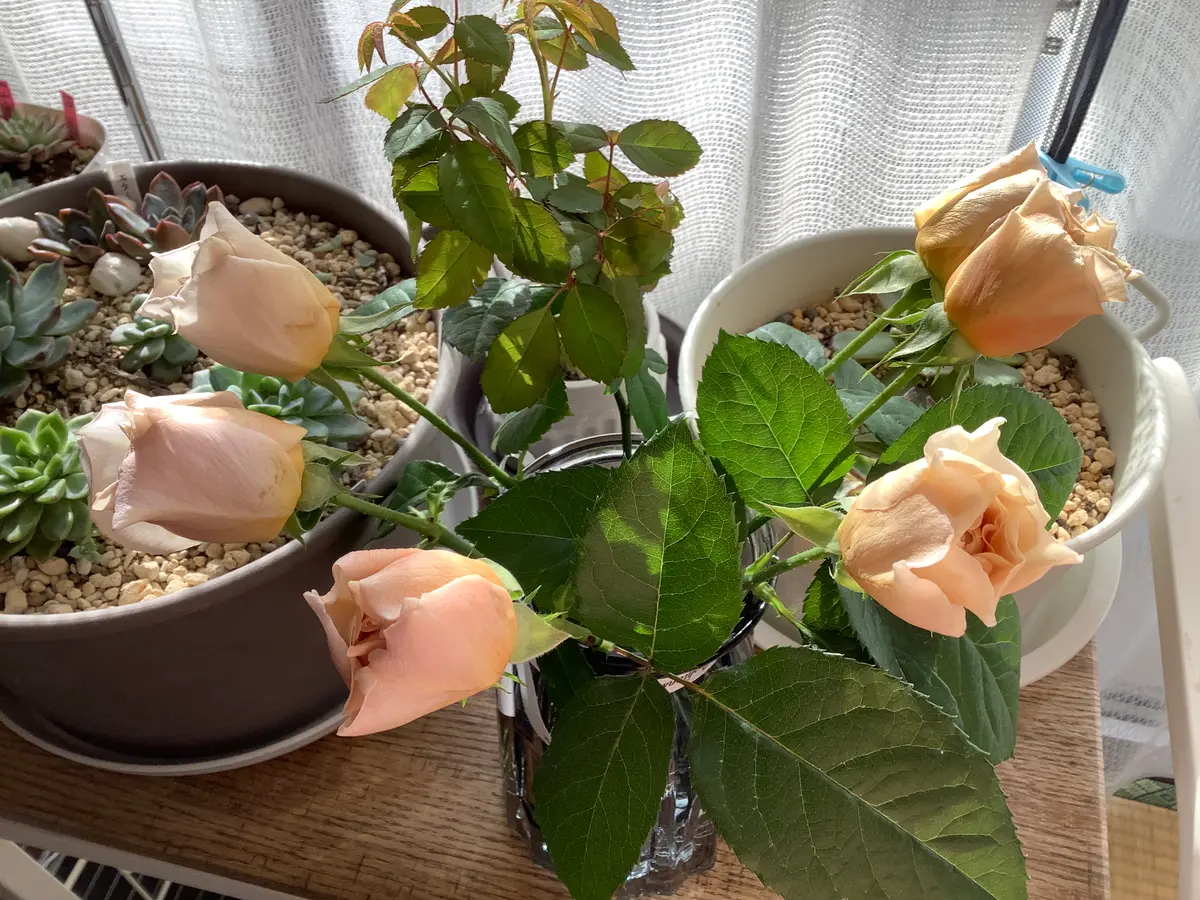 和バラのシャルロットペリアンです。ど「和バラ🌹 私のコレクション