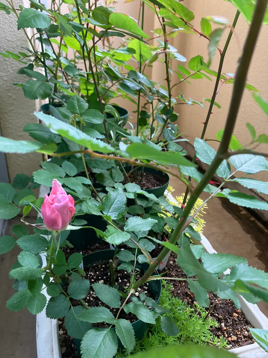 希少 切り花品種 挿し木苗 開花株（和バラ🌹の植え込みの中で一