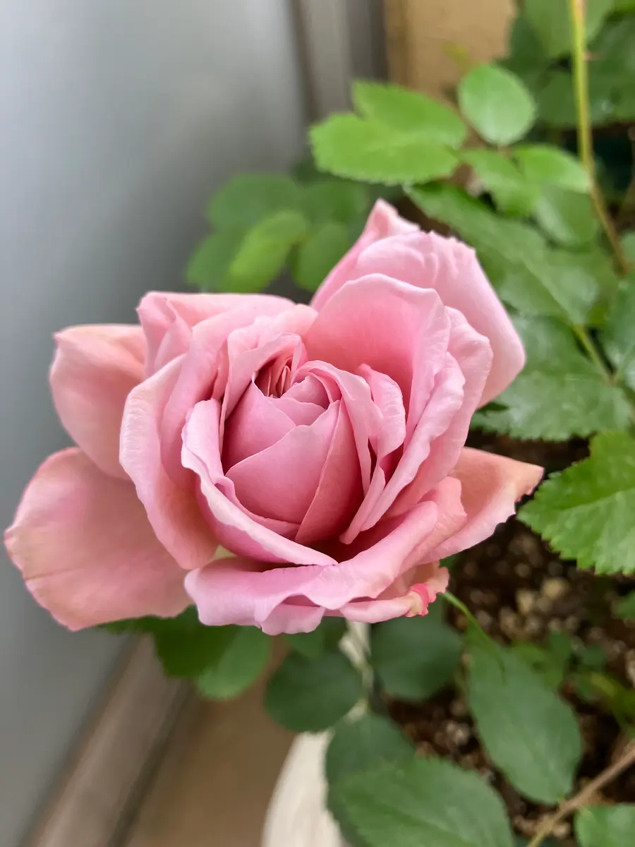 希少 切り花品種 挿し木苗 開花株（和バラ🌹の植え込みの中で一