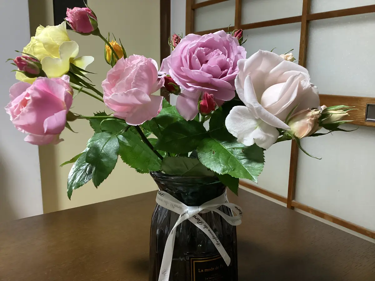 和バラ開花苗 WABARA｜Rose Farm KEIJI – WABARA online store