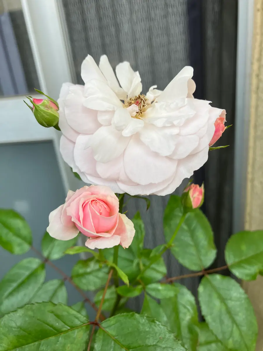 バラ 挿し木苗 大天使様 （てまり」2番花です。 蕾はたくさん