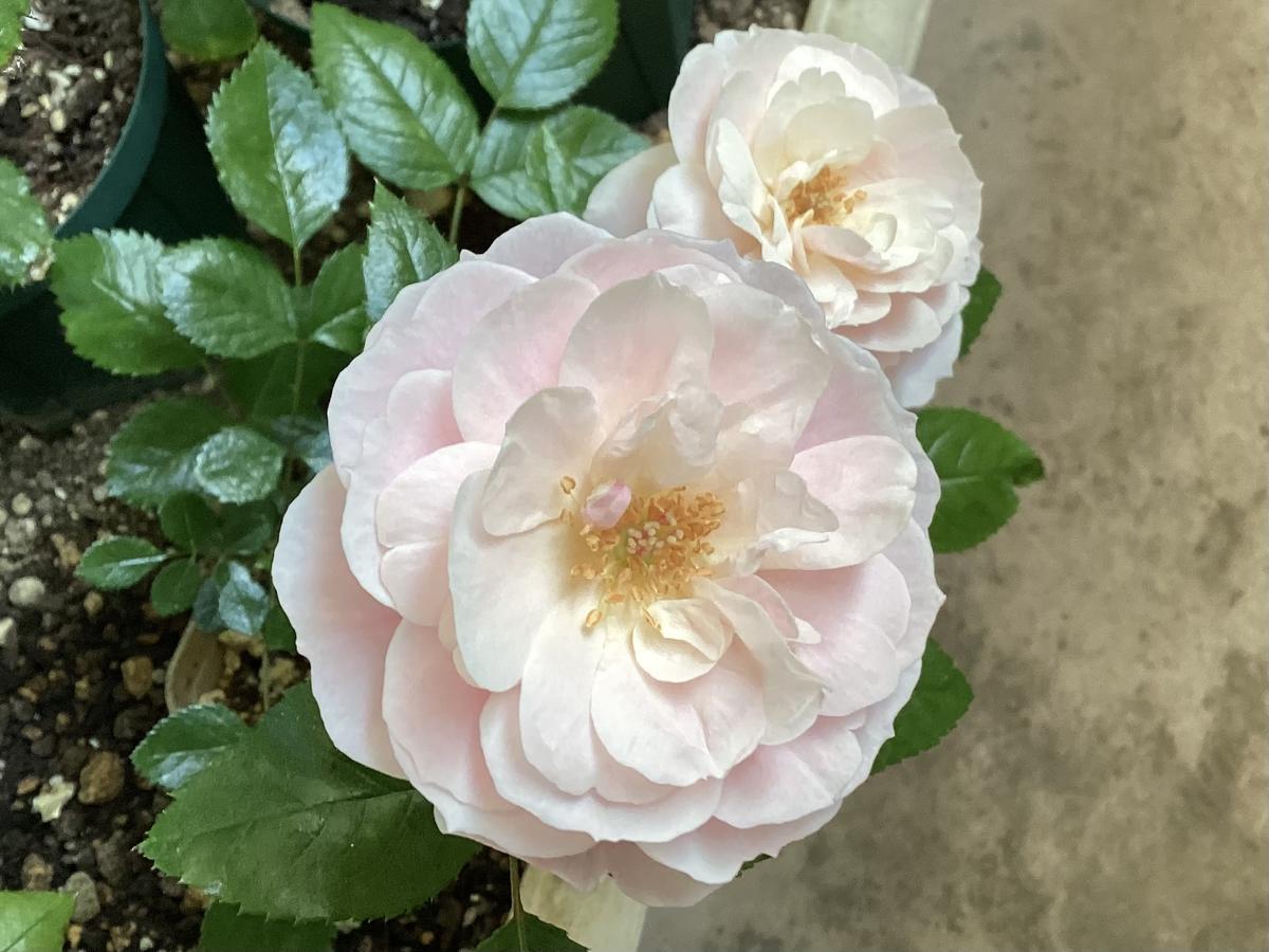 てまり」赤ちゃん苗🌱プレステラ75の和バラ🌹 私のコレクション