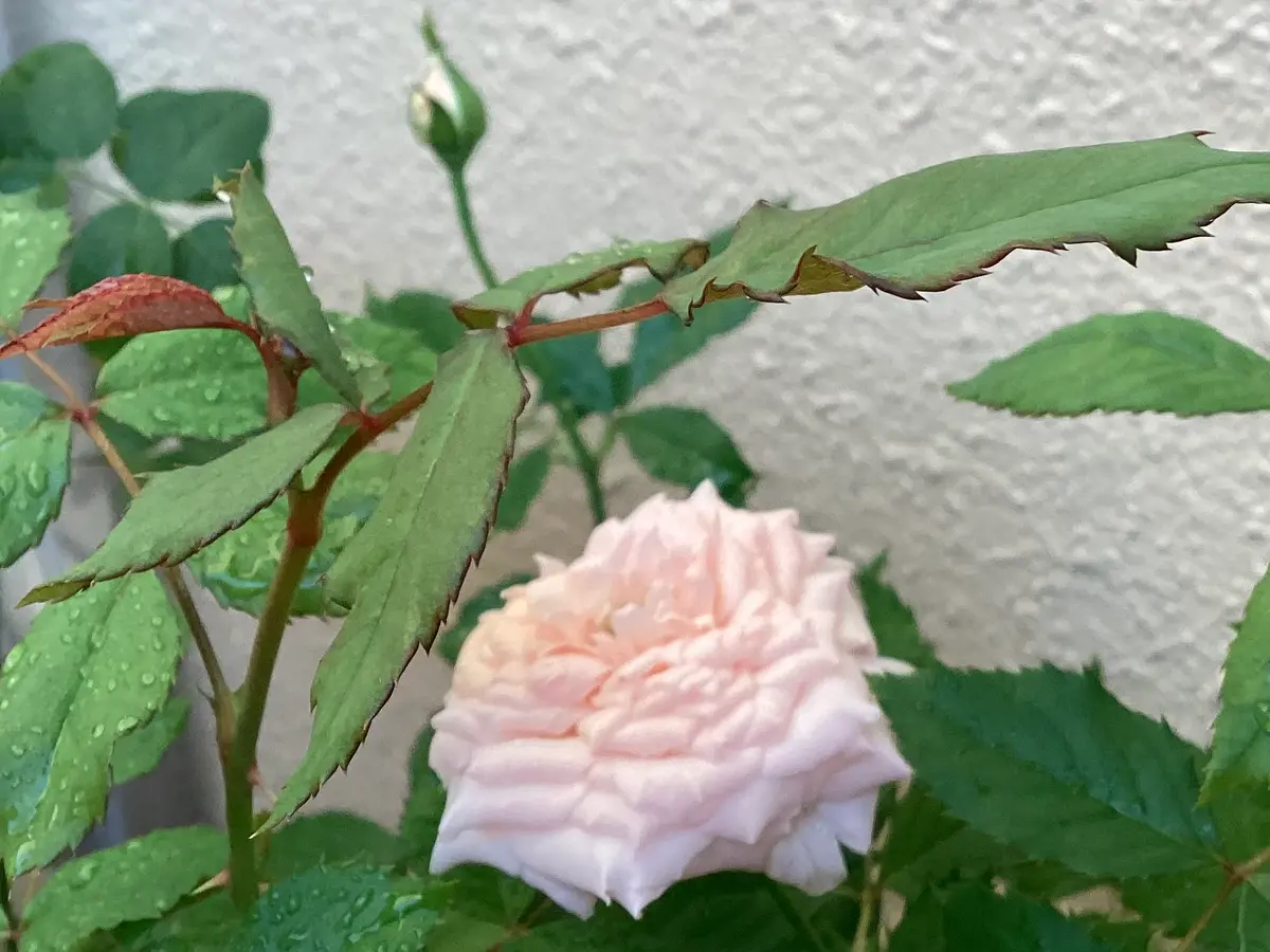 バラ（ブッシュ・ローズ）の写真-みんなの趣味の園芸2749060