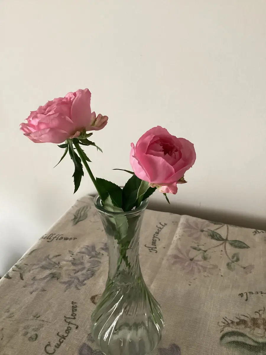 和バラ開花苗 WABARA｜Rose Farm KEIJI – WABARA online store