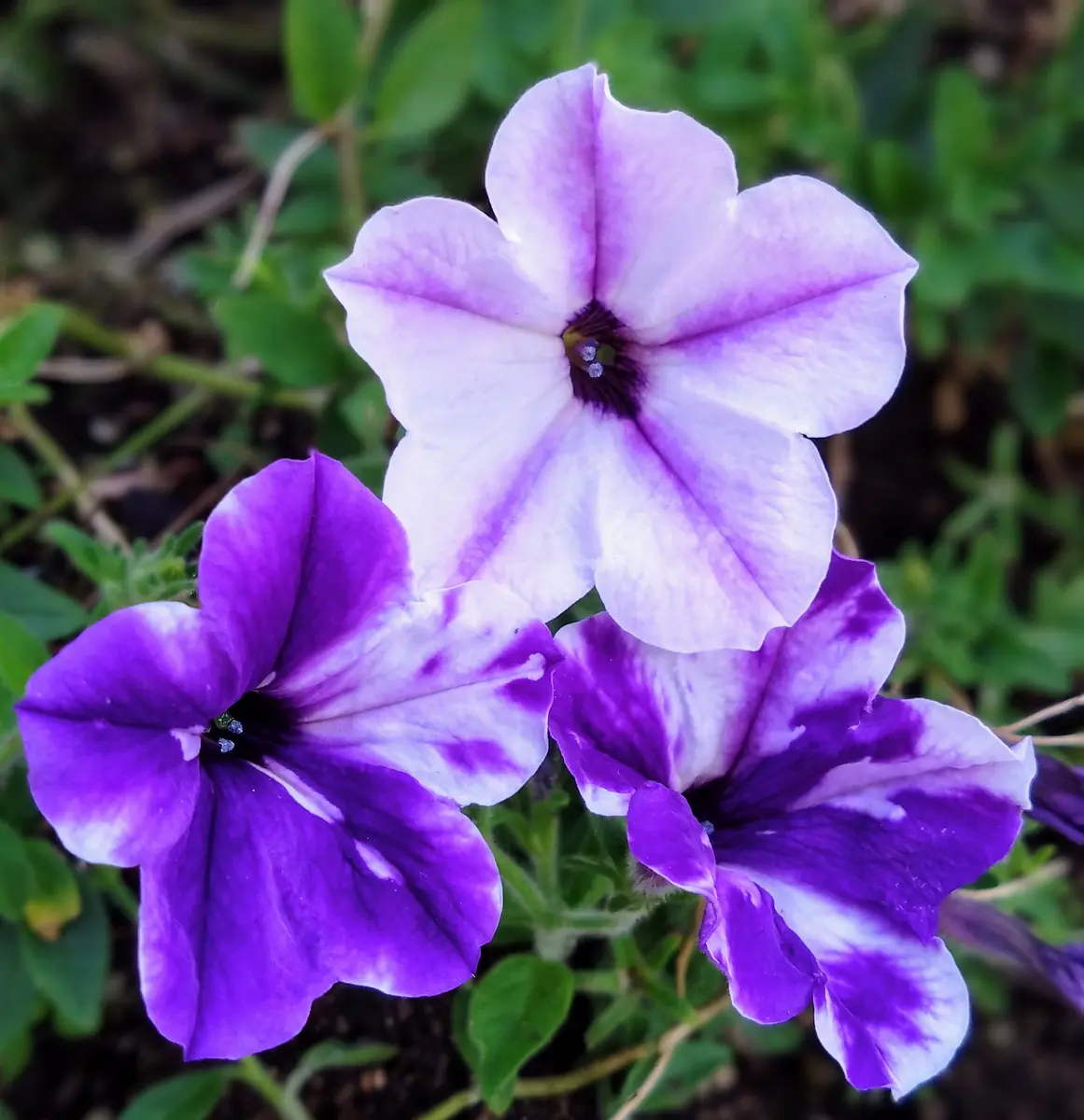 サフィニアアート『るりいろ風ぐるま』「2024年 お気に入りの庭で