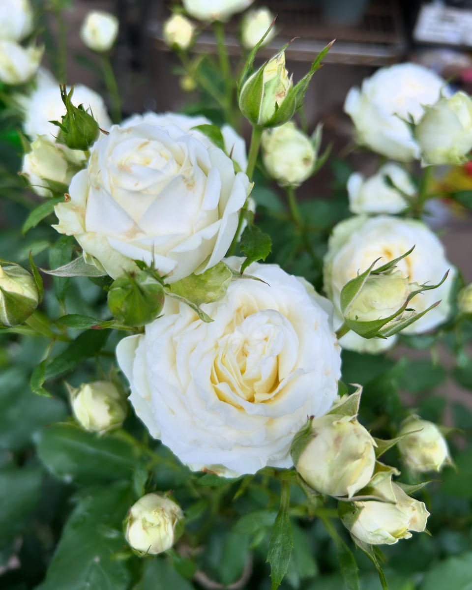 わが家で一番遅咲きの白薔薇が満開にな「2024ガーデン」のアルバム