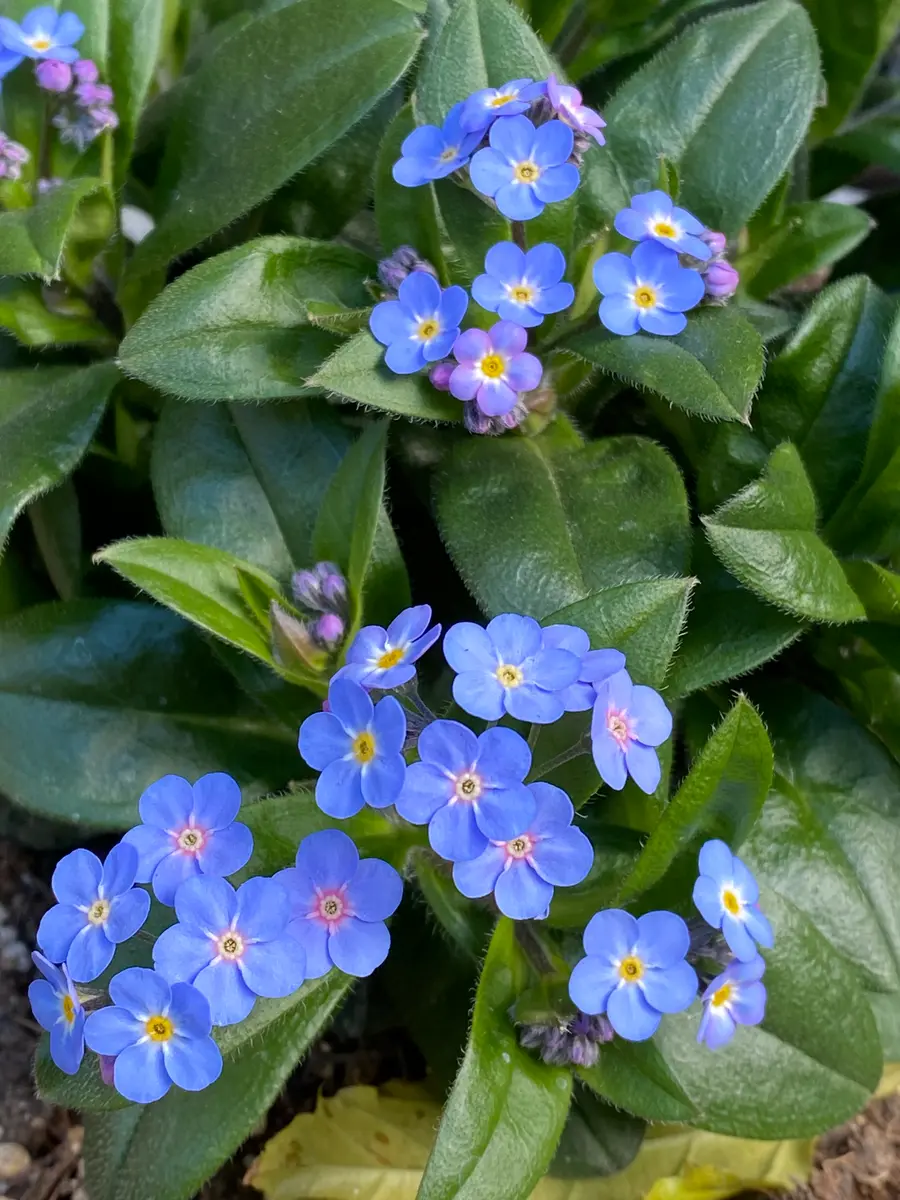 わすれな草綺麗に咲きました。「我が家の花たち 2024」のアルバム