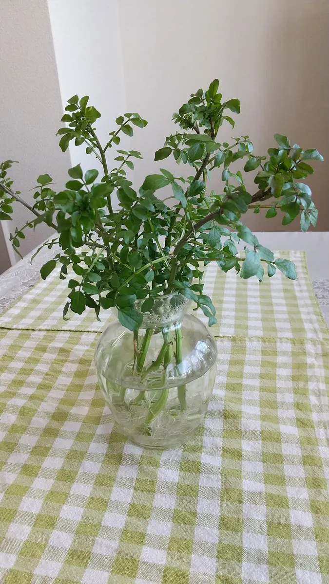 再生野菜24クレソン🍀水辺を好むクレ「2024ベランダ園芸🍀」の
