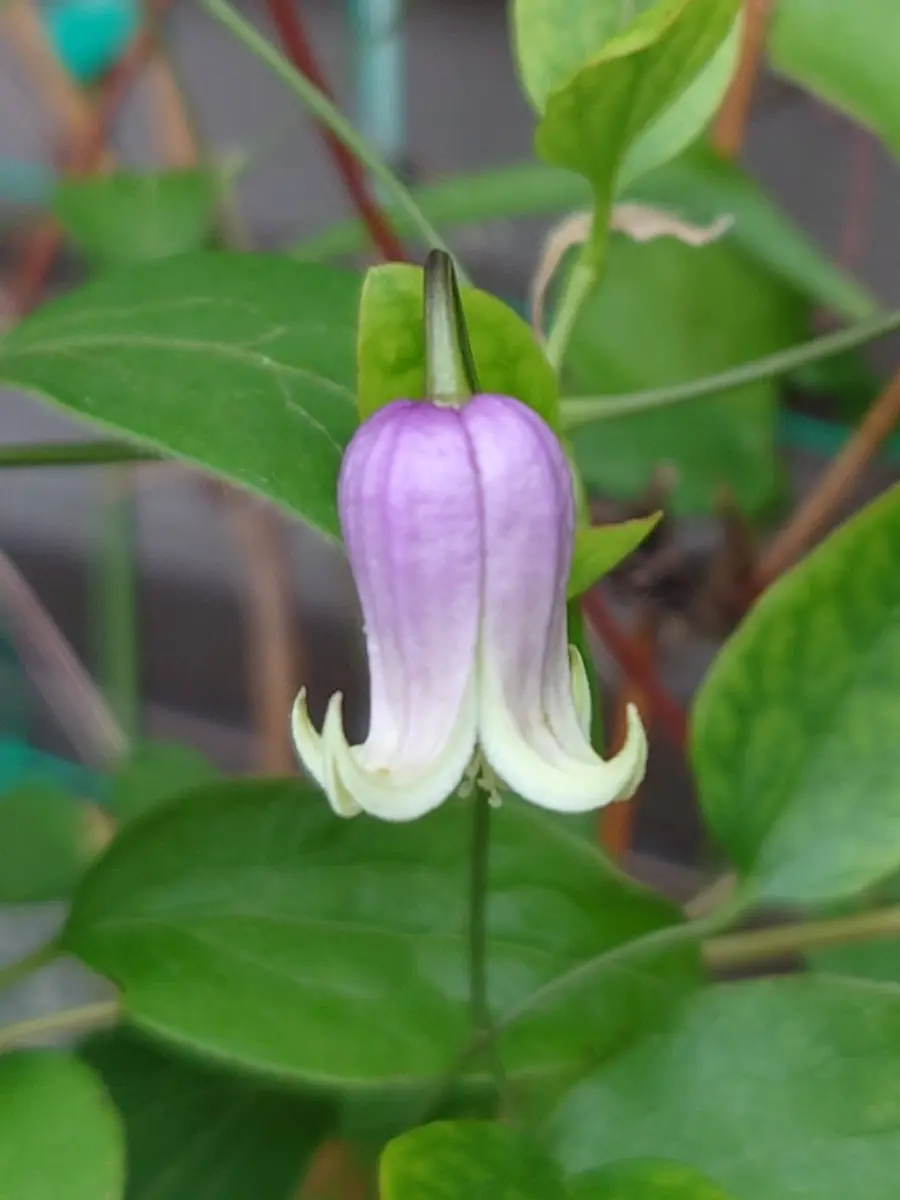 クレマチス 壺型実生苗が開花しまし「2024我が家の花たち」の