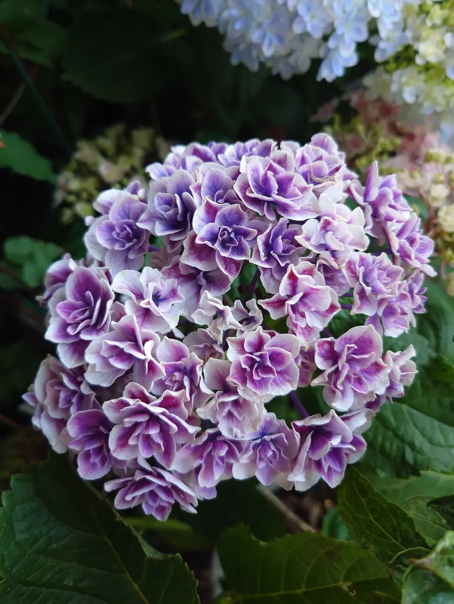 アジサイ旭日昇天メッチャ綺麗なので「2024我が家の花たち」の