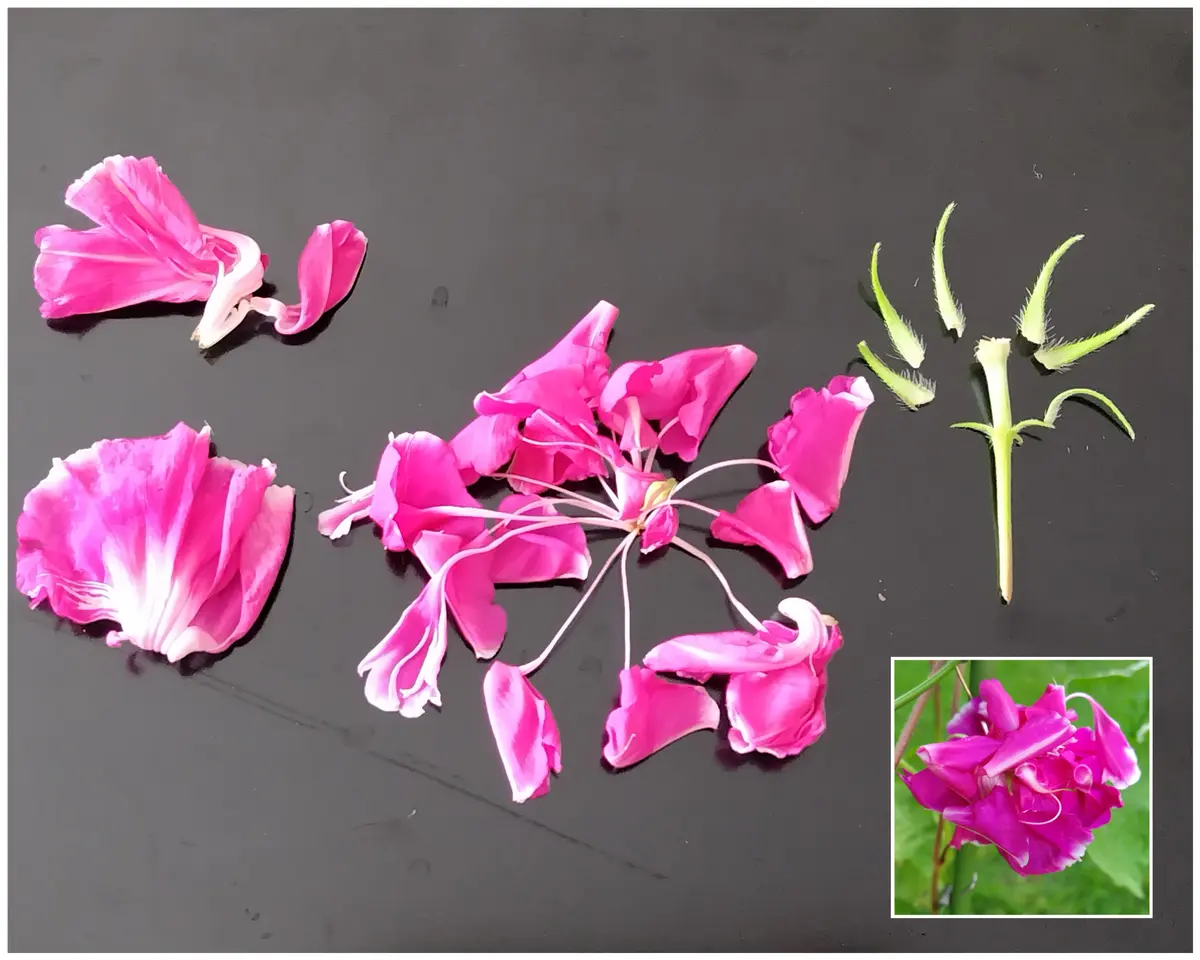 変化朝顔（アサガオ）の写真-みんなの趣味の園芸2286907