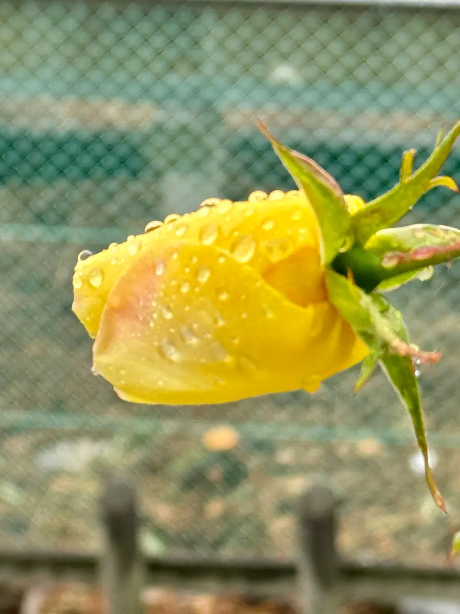 雨に濡れたバラのつぼみ「私の家の花など」のアルバム-みんなの趣味の