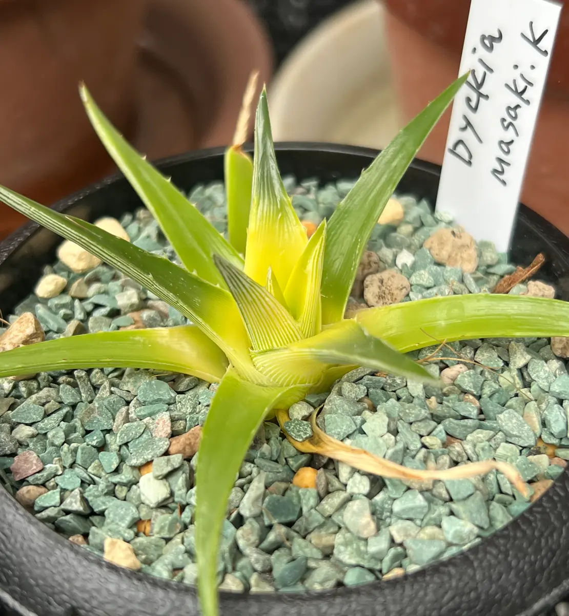 DBディッキア Dyckia Paylen x BS x Arizona #09 ベイカーディッキア