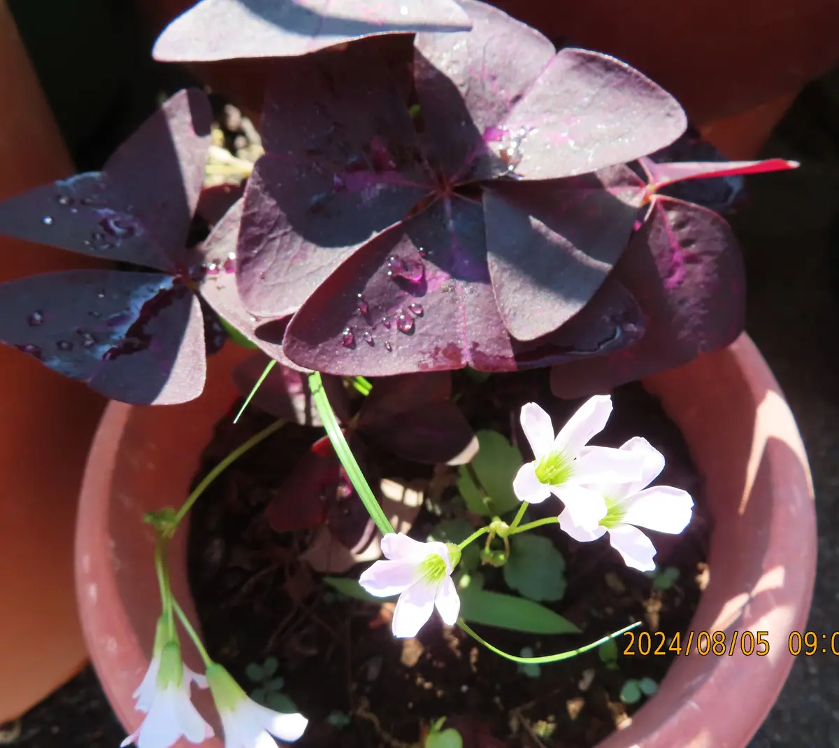 オキザリス、レグネリー紫の舞。鉢上げ「わが家の花」のアルバム