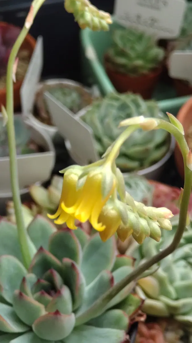 エケベリア花うららの花黄色の花が可「多肉植物2024」のアルバム