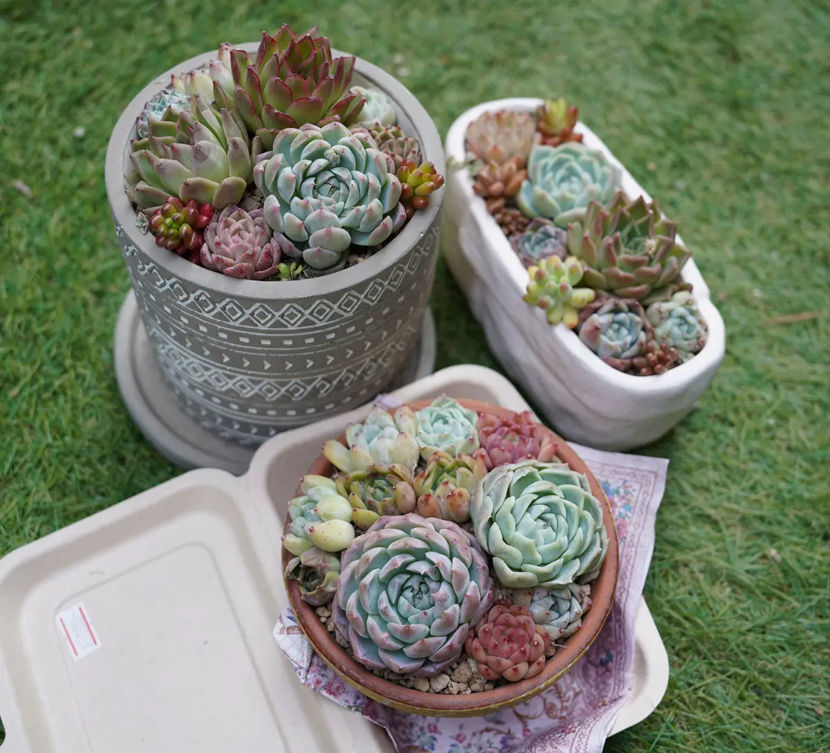 エケベリアの写真-みんなの趣味の園芸2229757 