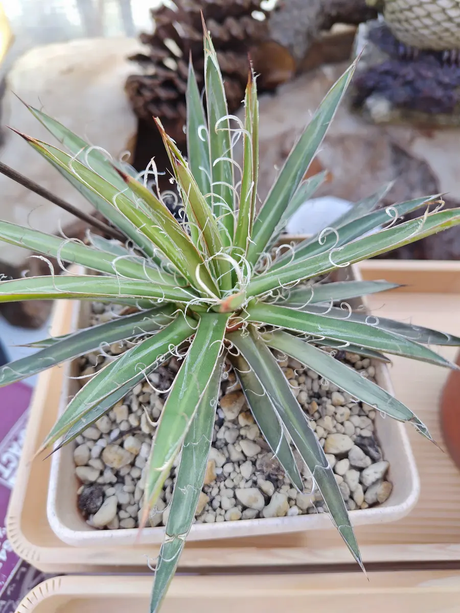 ｱｶﾞﾍﾞ 滝の白糸？「その他多肉令和6年～」のアルバム-みんなの趣味の