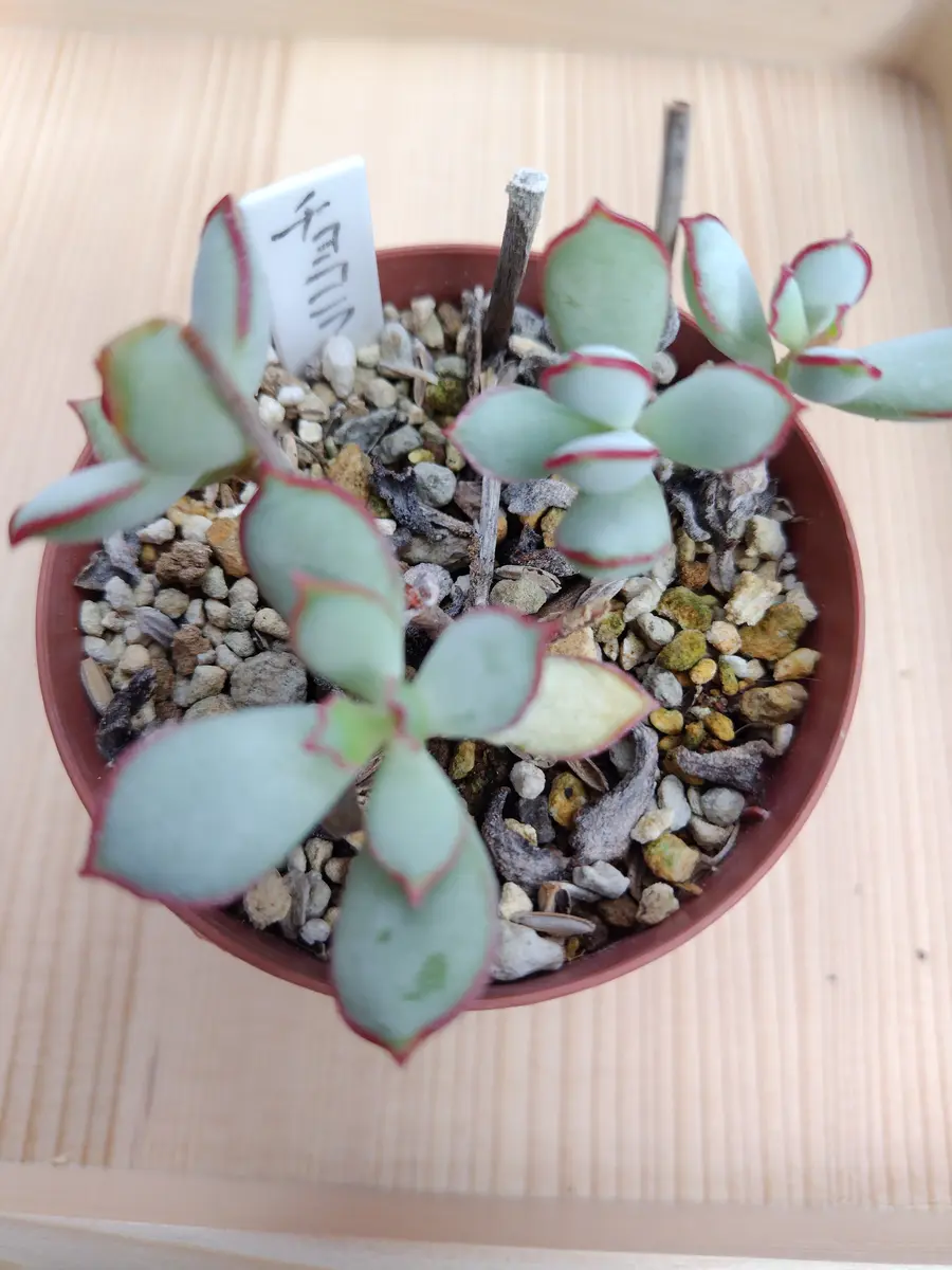 その他多肉植物 choco エケベリア：ショコラ 2.5号ポット の通販 | 園芸ネット