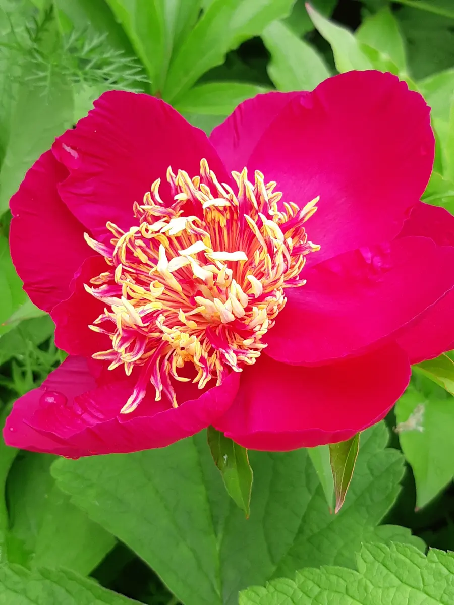 芍薬「未来」目をひく鮮やかな花いろ「2024mygarden」のアルバム
