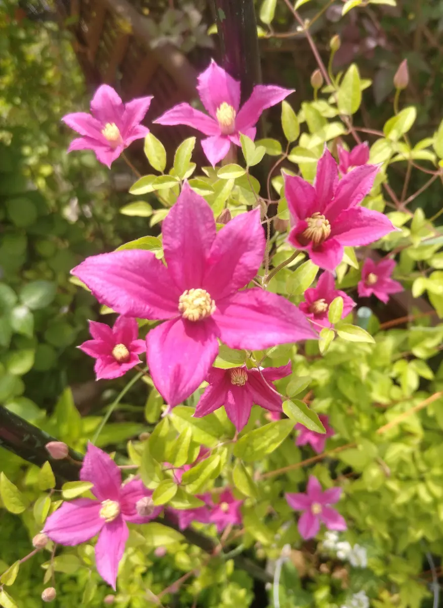 クレマチスオレンジギャル簡単に沢山「2024mygarden」のアルバム