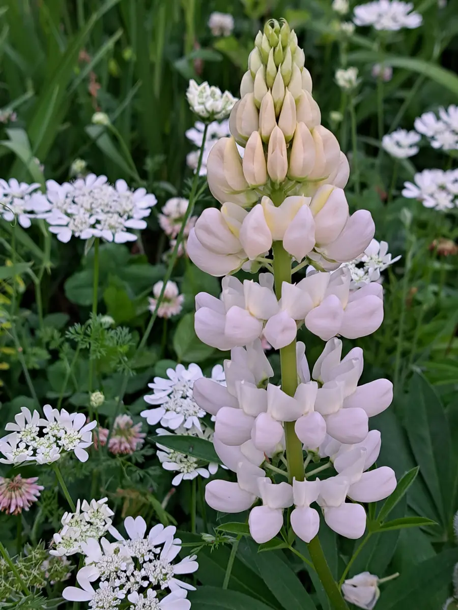 ルピナス.白の2番花🤍オルラヤとシロツ「2024 山の畑」のアルバム