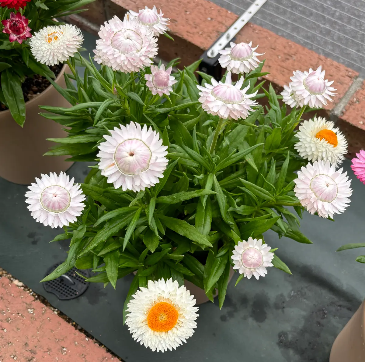 ヘリクリサム（ムギワラギク・帝王貝細工）の写真-みんなの趣味の園芸