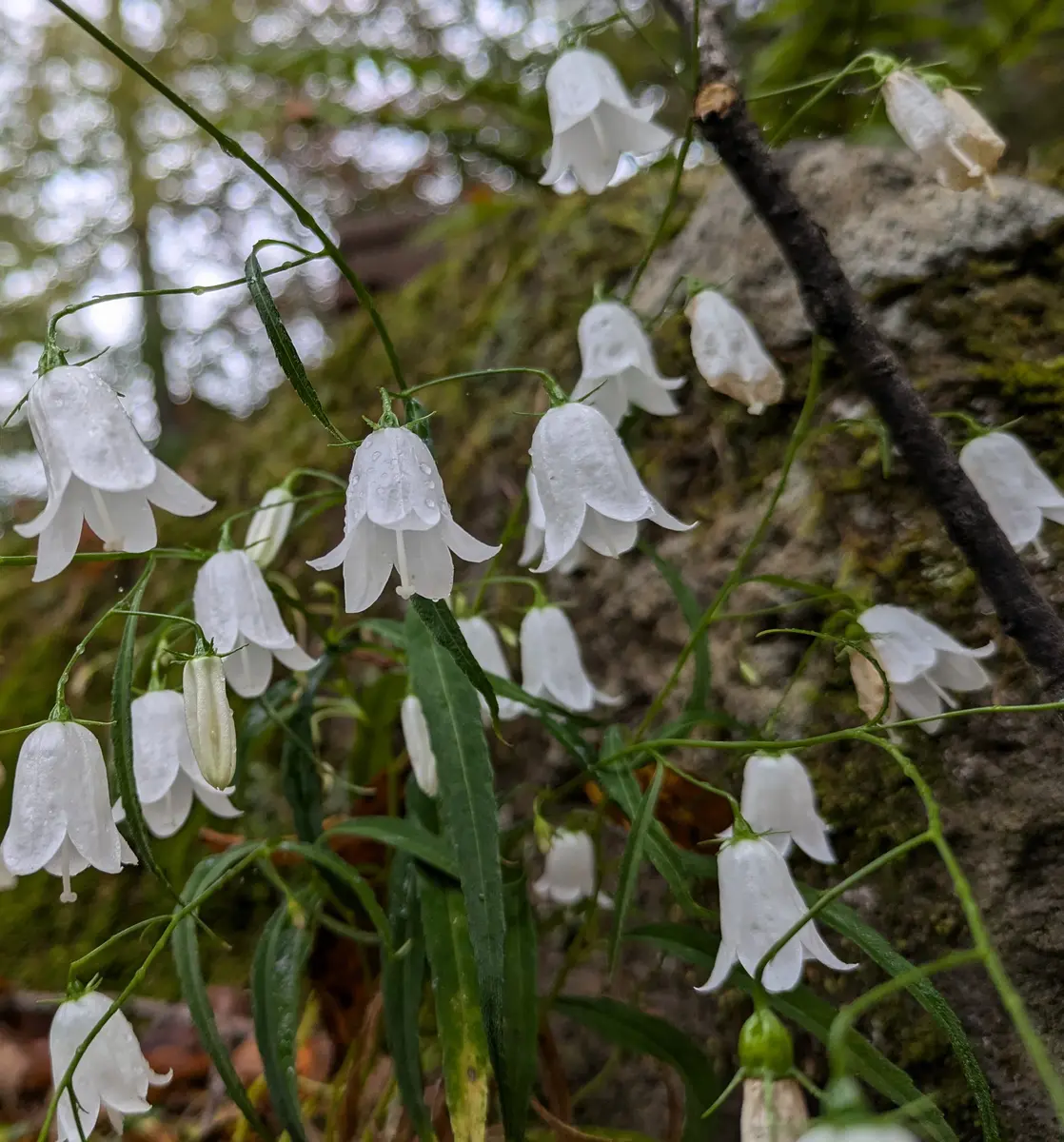 白イワシャジン（買ってしまった）10月「2024年季節を彩る山野草