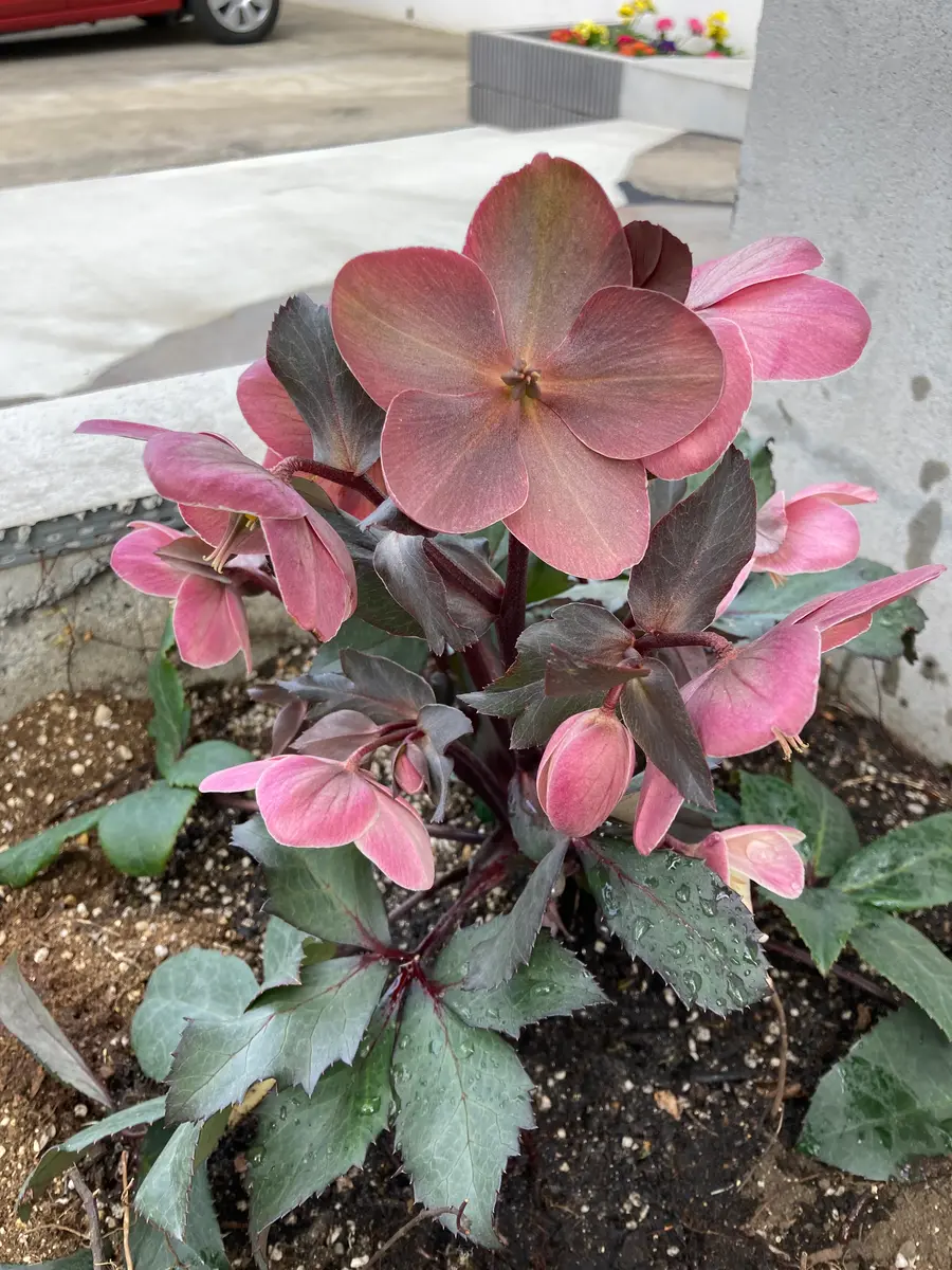 クリスマスローズ ピンクフロスト元も「クリスマスローズ」の