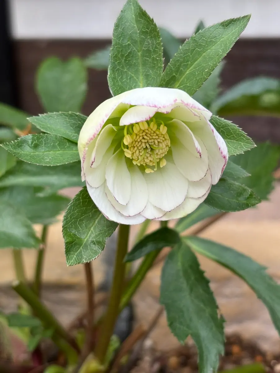 クリスマスローズ ホワイトピコティDD「クリスマスローズ」の