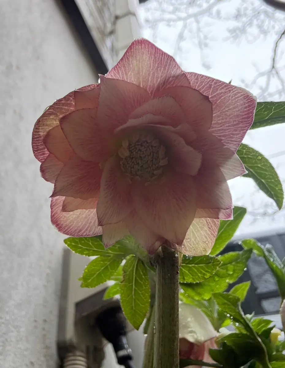 クリスマスローズ アプリコットDD？雨「クリスマスローズ」の