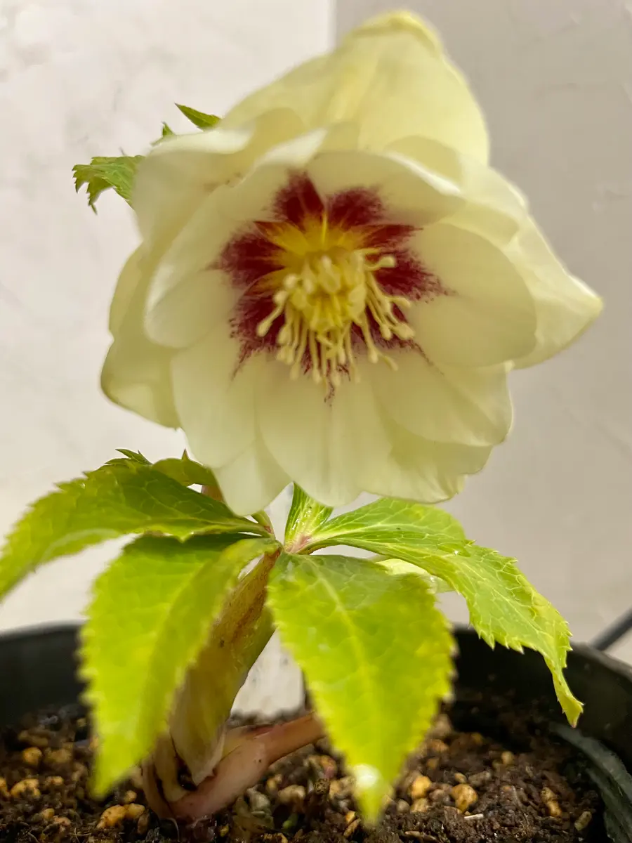 加藤農園さんの花で、金井園芸さんのネ「クリスマスローズ 加藤農園さんの花で、金井園芸さんのネ「クリスマスローズ