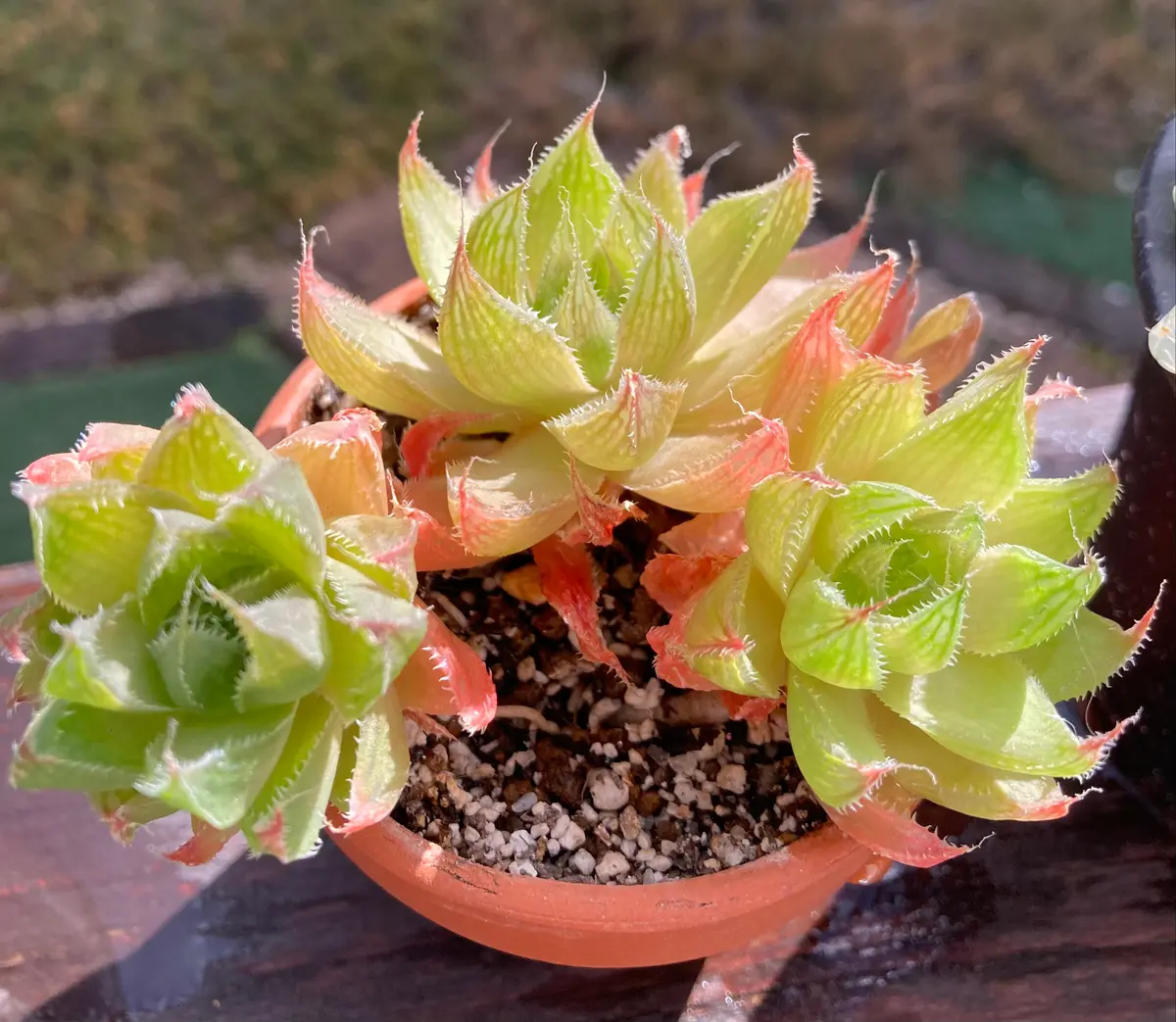 ハオルチア 桜水晶という名前のようで「かわいい多肉植物たち」の