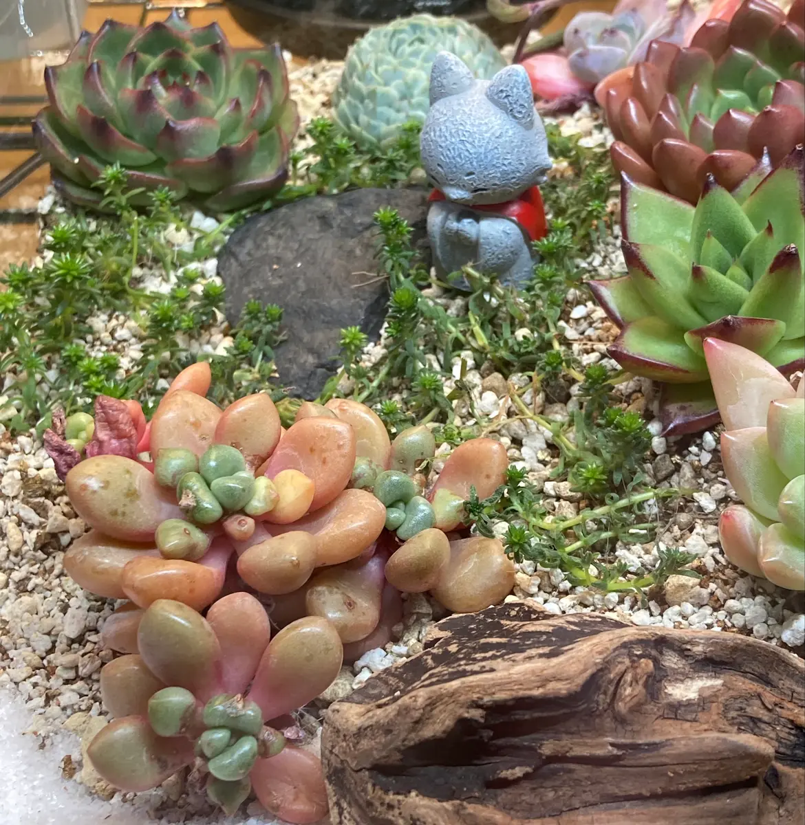 *ぷーさん*参考画像　多肉植物の種子と60デザートハーモニー　札無し 多肉植物とお地蔵さん「かわいい多肉植物たち」のアルバム
