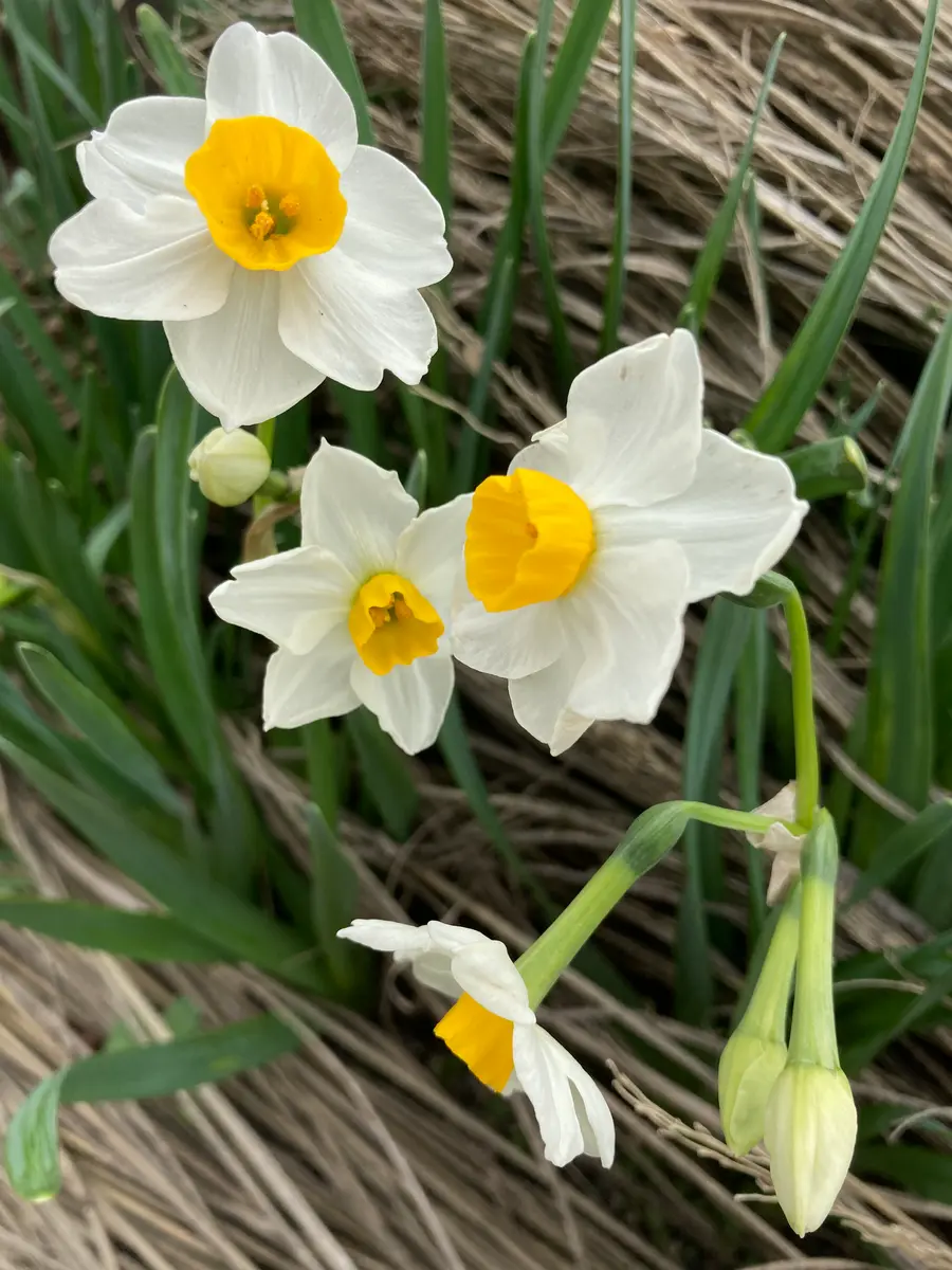 日本水仙①。わが家の日本水仙が、やっ「冬の花」のアルバム