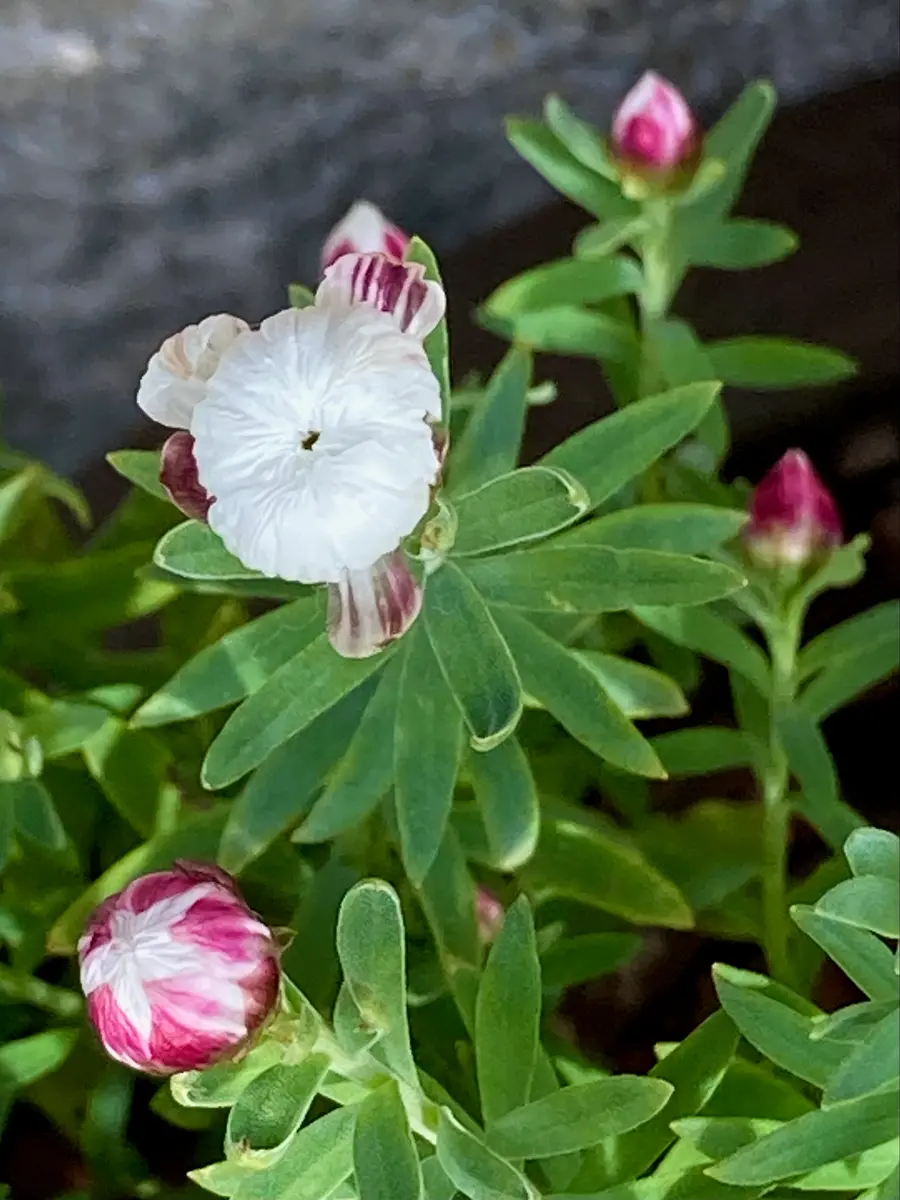 花かんざし。赤い萼が開いて、白い花び「冬の花」のアルバム