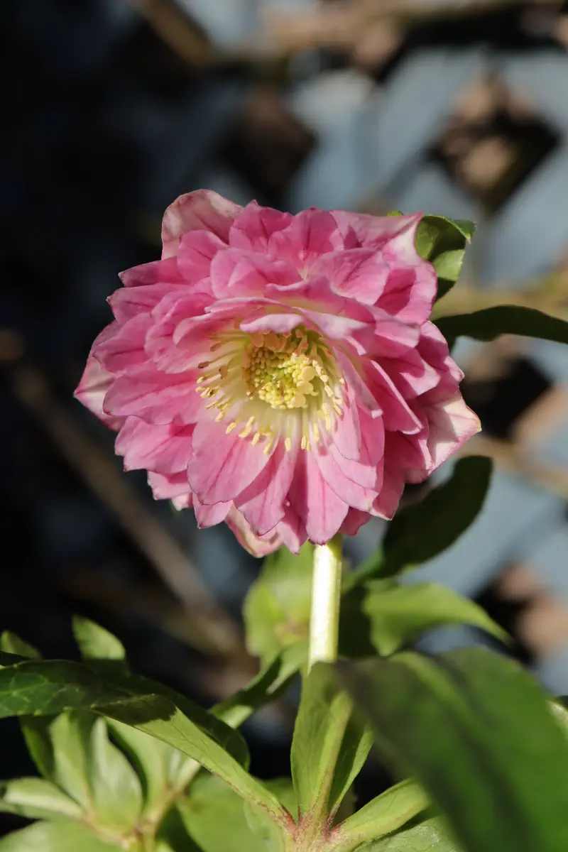 クリスマスローズ DDクリームベイン赤蕊 102】 多弁系 レッドベイン