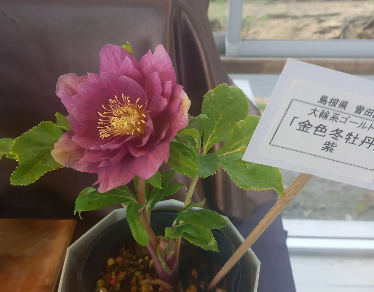 クリスマスローズ『金色冬牡丹』紫「しまね花の郷(クリスマスローズ展