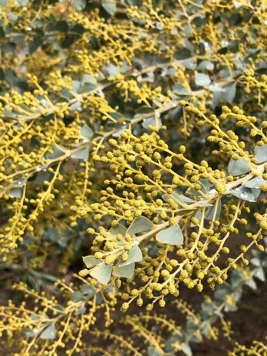 アカシア サンカクバアカシア つぼみ付き 三角葉アカシアの育て方
