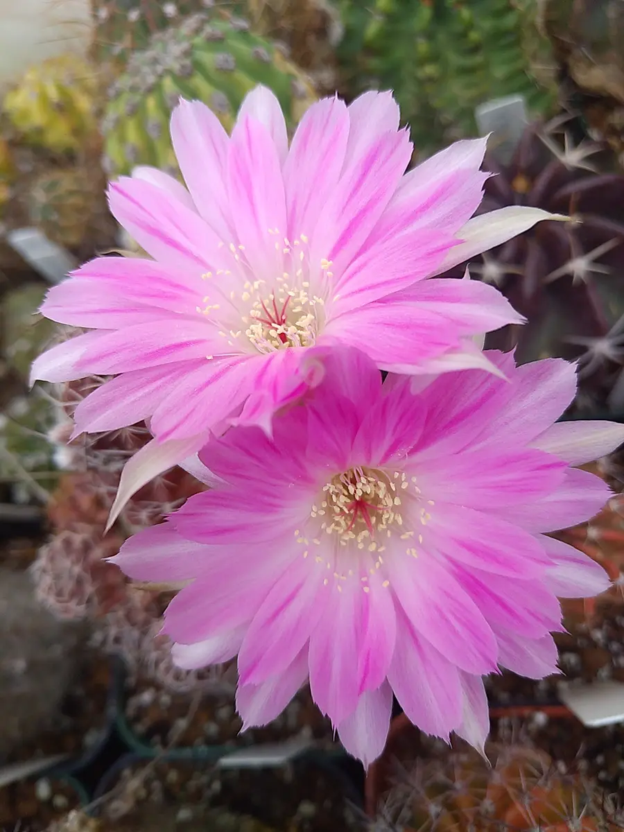 リンゴ姫 2025/2/22撮影 一般流通品で「彩の花サボテン」のアルバム