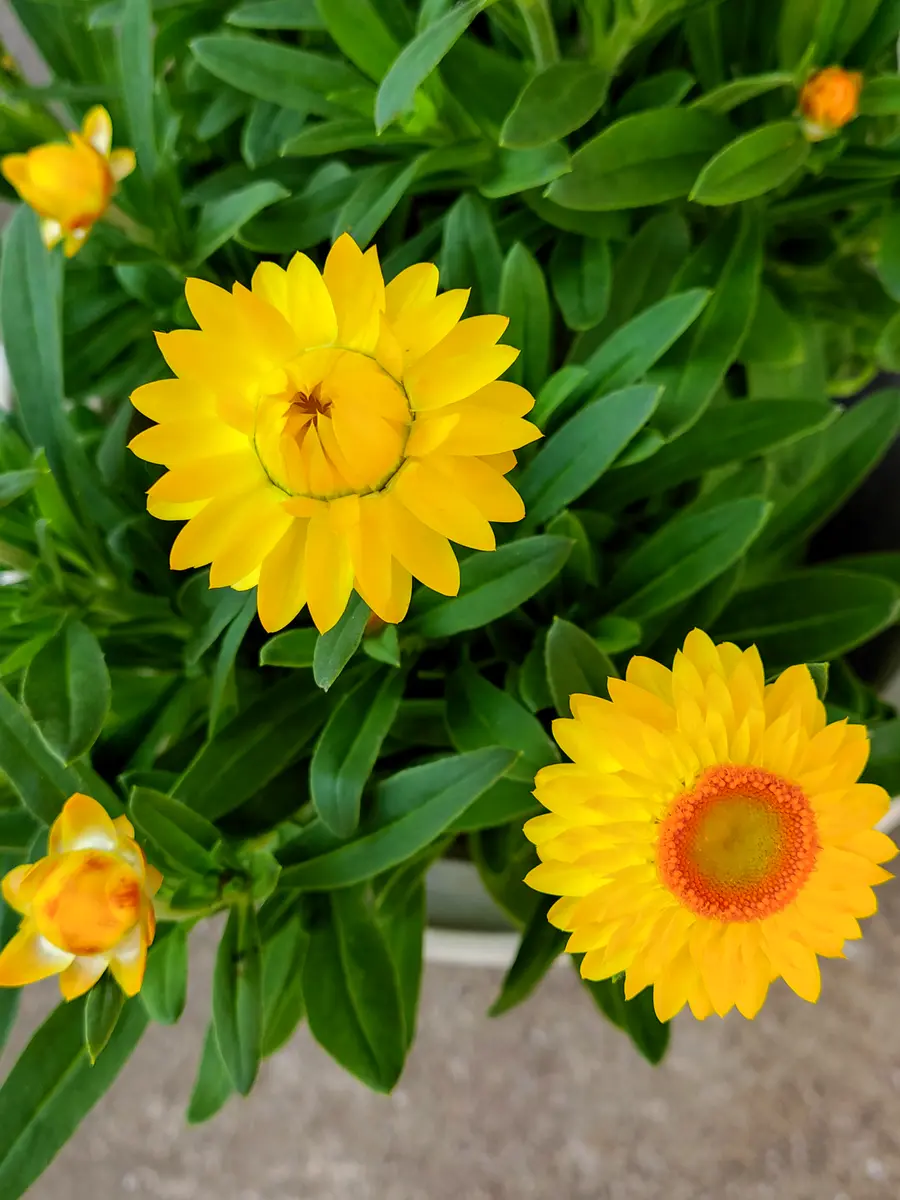 ヘリクリサム・モハーブ💛おもしろい「寄せ植え．鉢植え