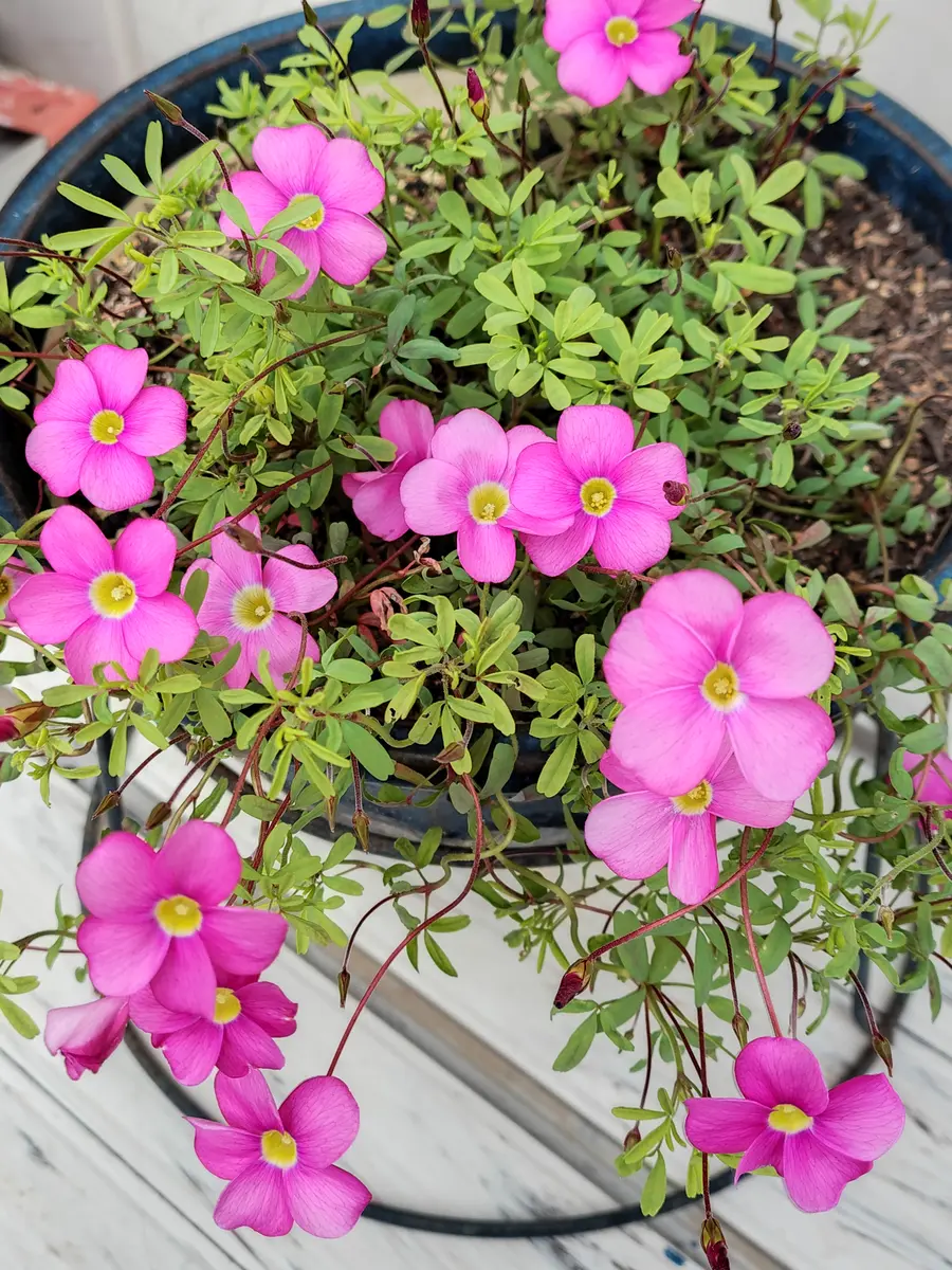 オキザリス・桃の輝き💗可愛い😆「寄せ植え．鉢植え．プランターの花