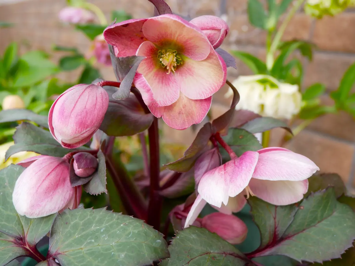 ローズクリスマス様 リクエスト 2点 まとめ商品 クリスマスローズ様