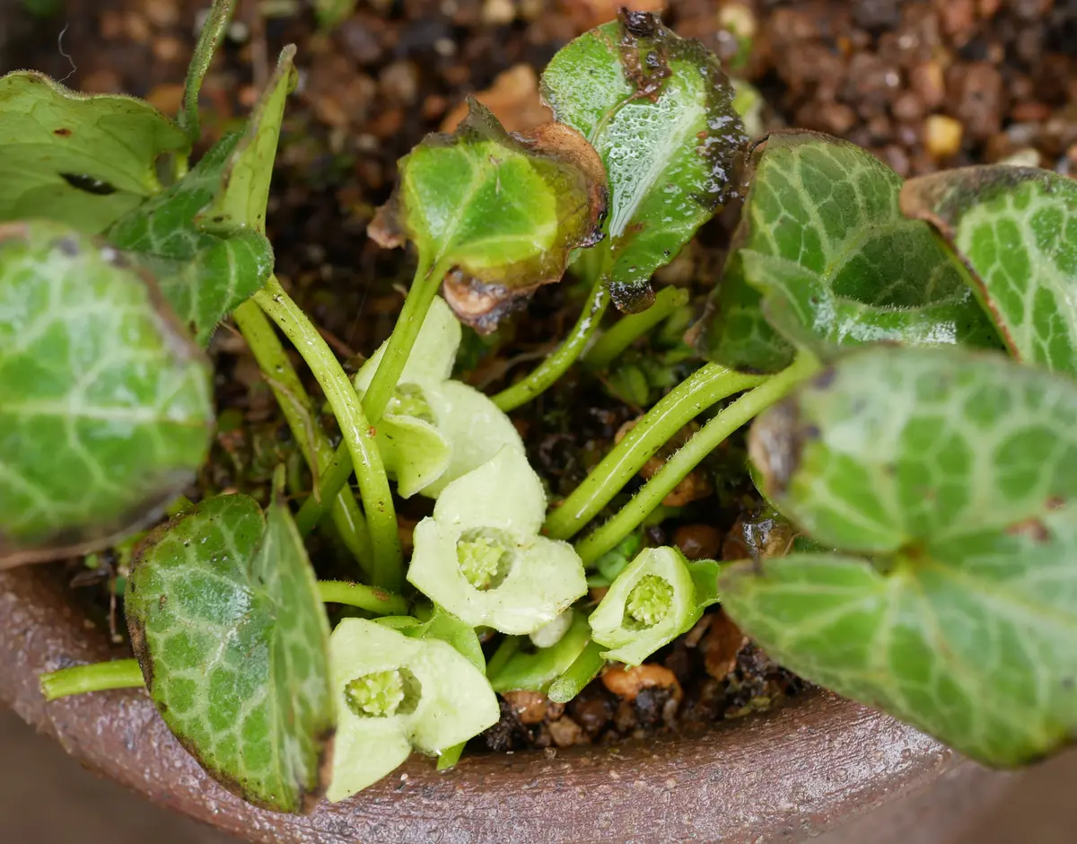 黄花カンアオイ'真鶴'鉢の草を抜いた「2月の花」の