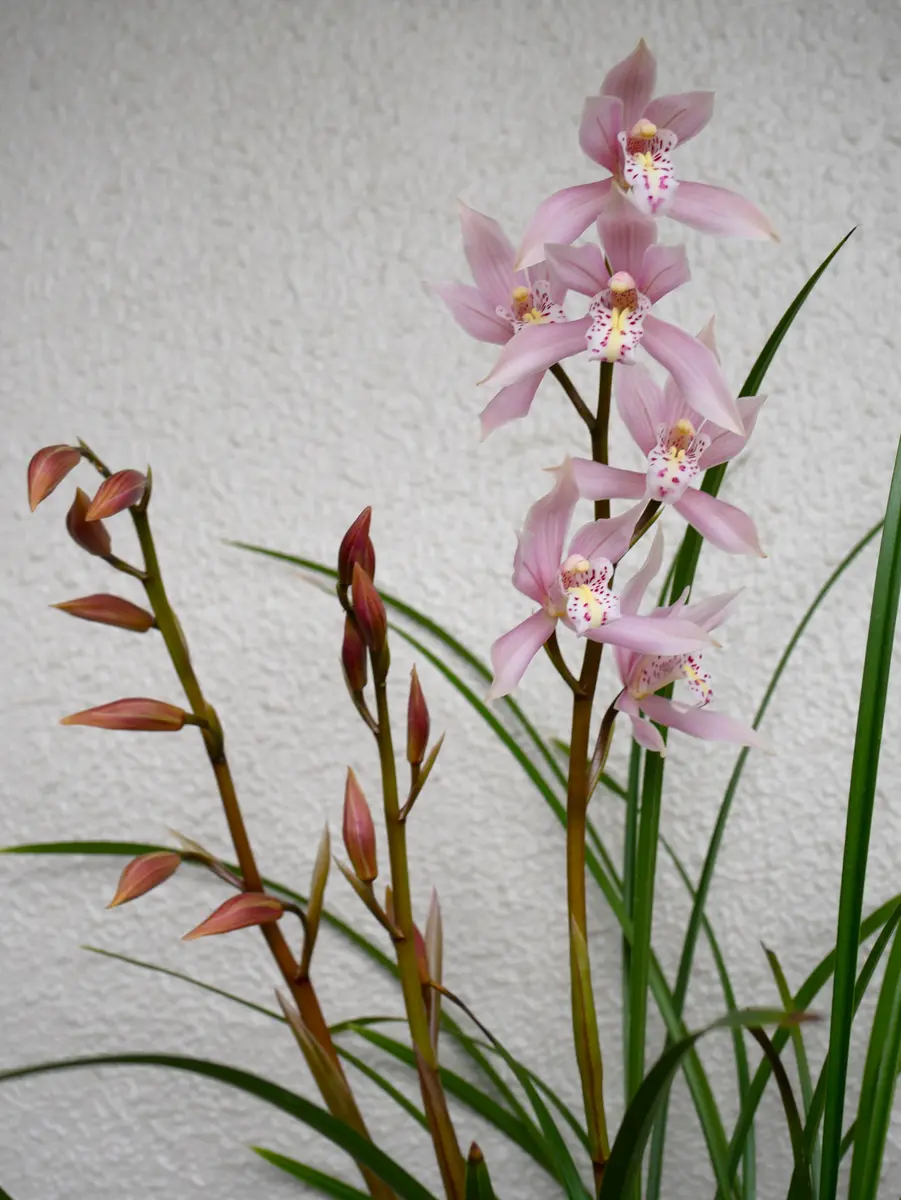 月が注ぐ花様 おまとめ用 2 和蘭・雛祭り🎎春らしいお花です。「2月の花」のアルバム-みんなの