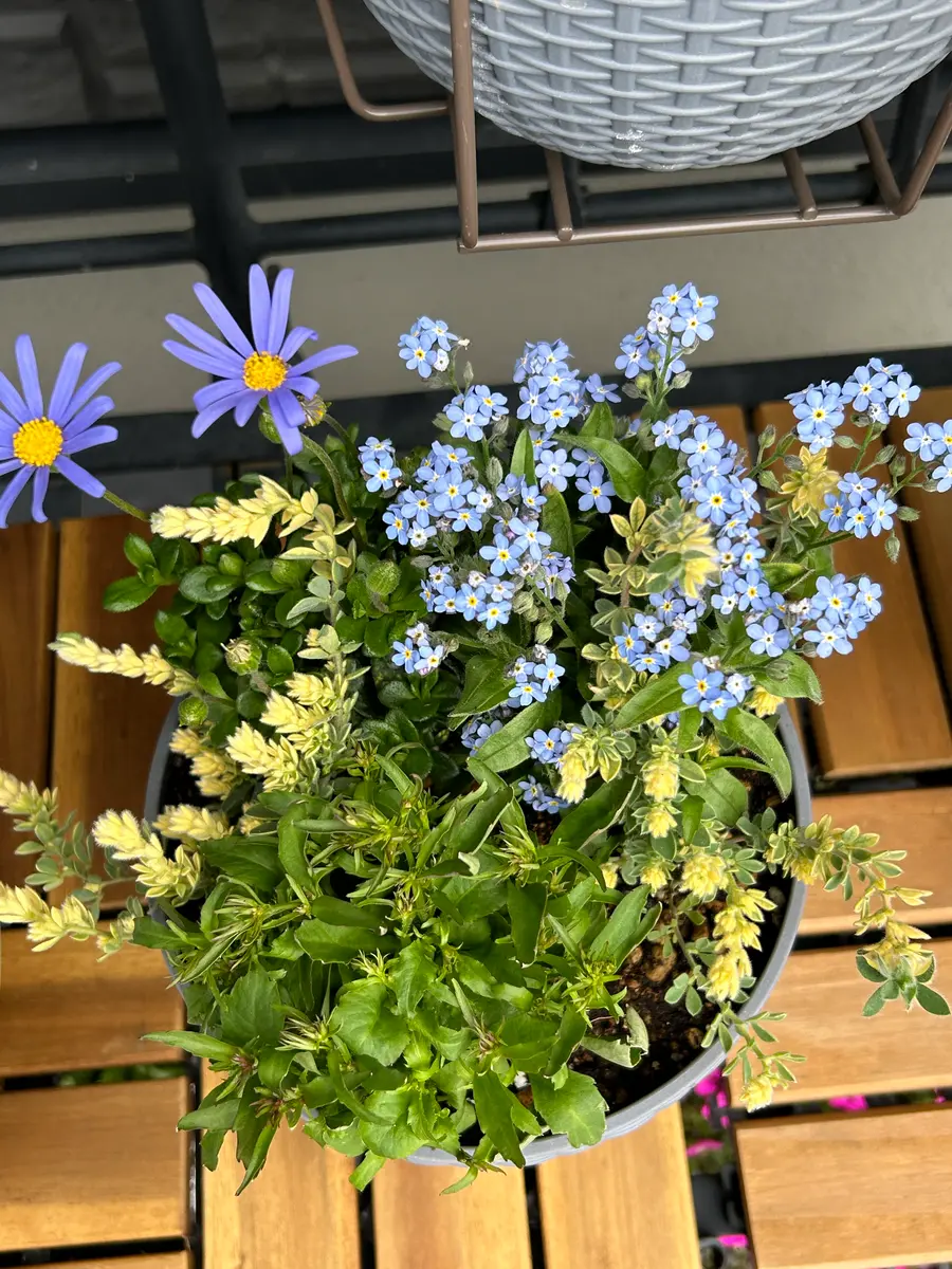 ブルーデージーわすれな草ロベリアロ「お気に入りの花・寄せ植え
