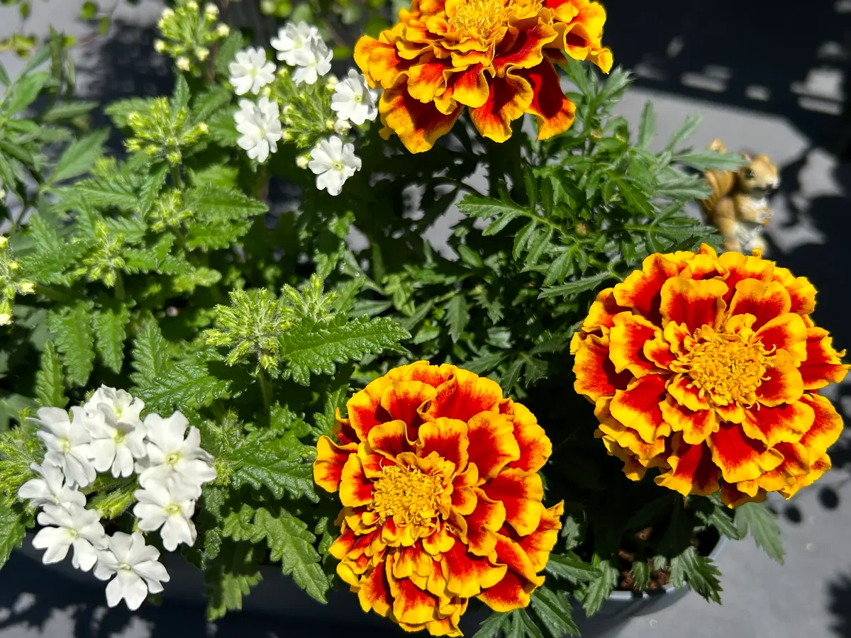 マリーゴールド バーベナオレンジと「お気に入りの花・寄せ