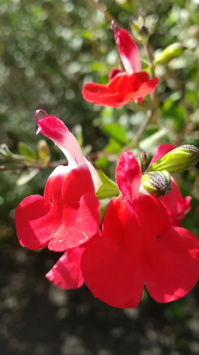 チェリーセージお花の蜜が甘いのよ❣️「2024花、ハーブエトセトラ」の