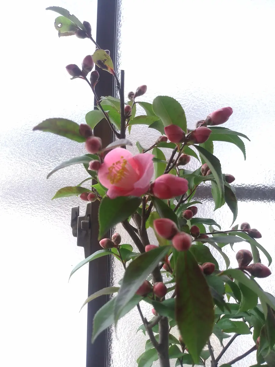 今季初開花の椿、風鈴2号です。 蕾が「大好きな花たち No5