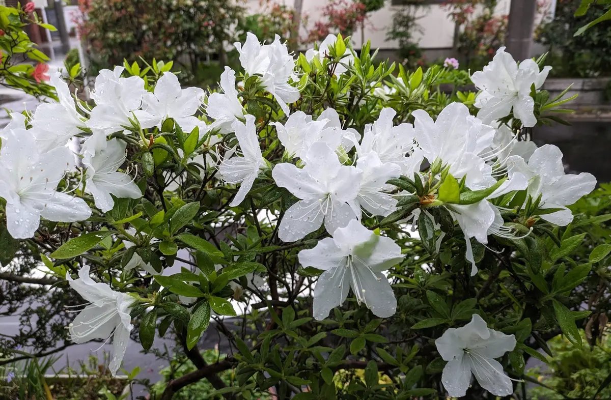 白い花のツツジが咲きました「大好きな花たち No5」のアルバム